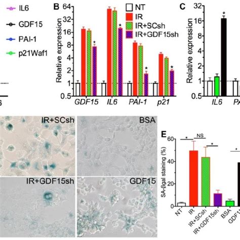 Mechanisms Of GDF15 Inhibition By Activation Of Hh Signaling A