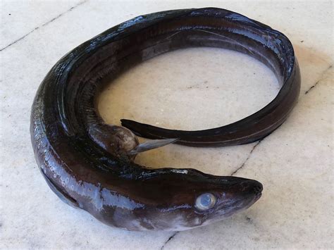 Photo gallery Fish – Holiday homes Azalas