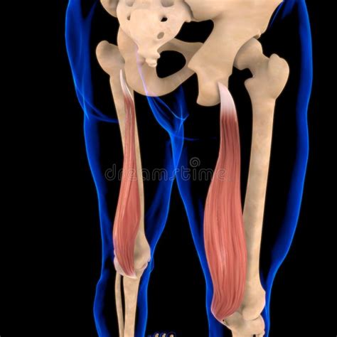 Anatomy Semimembranosus Stock Illustrations – 768 Anatomy Semimembranosus Stock Illustrations ...