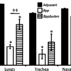 The O antigen contributes to the generation of protective immunity to ...