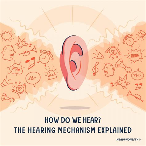 How Do Human Hear Sound? The Hearing Mechanism Explained - Headphonesty