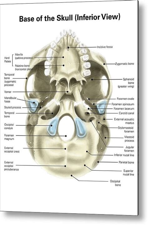 Human Skull Anatomy Inferior View