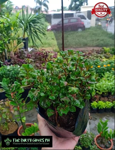 Kutsarita Plant Red Variety Alternanthera Ficoidea Free Pot And