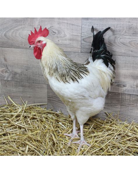 Coq Blanc Hermin Noir Ag De Mois Vente Poule Pondeuse Le