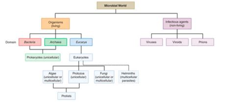 MIBO 2500 Unit 1 Flashcards Quizlet