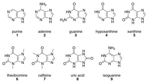 Purine Wikipedia The Free Encyclopedia Biochemistry Molecular