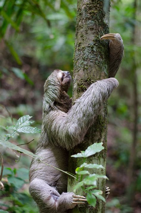 A Rolling Stone Gathers No Moss, But A Hanging Sloth Gathers Algae — Sloth Speaks