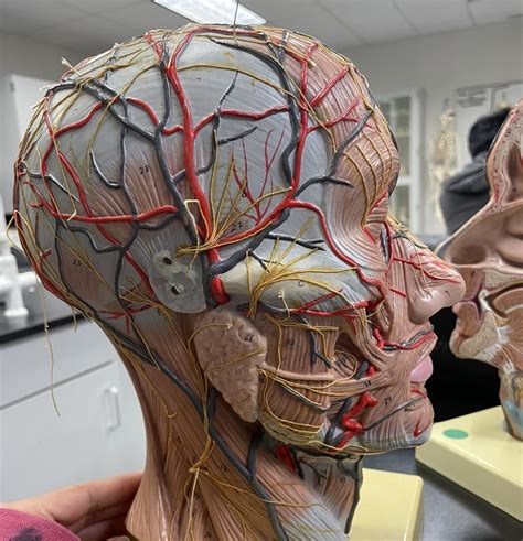 Final Lab Exam Major Arteries And Veins Part 1 Diagram Quizlet