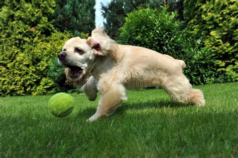 Dog with tennis ball stock image. Image of friend, look - 20649747