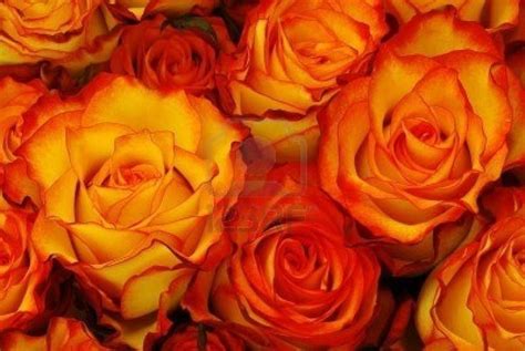 Pin By QueenSociety On Rose S Orange Roses Orange Aesthetic