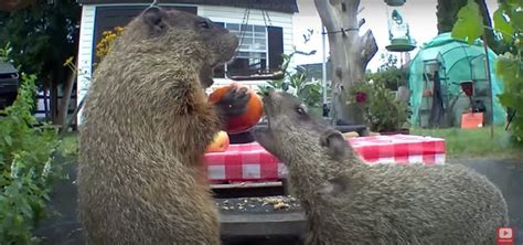 Chunk the Groundhog goes viral as family grows in a Delaware backyard