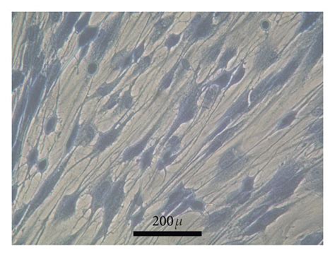 Cell Morphology A And C Human Gingival Cells Cultured In Complete