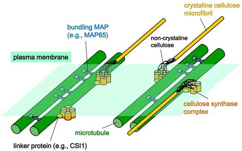 Microtubules In Plants