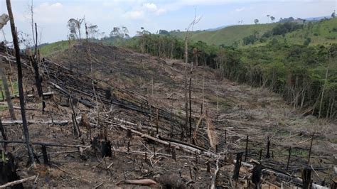 Prevención de crímenes ambientales y deforestación en Antioquia