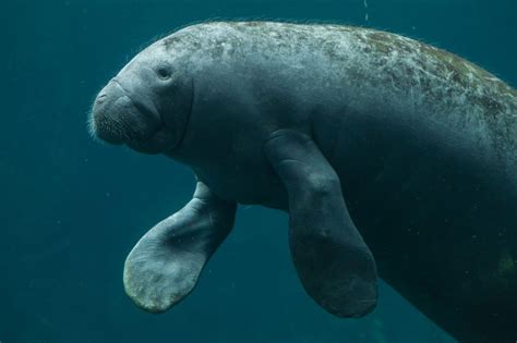 Saving the Manatees of Belize - EDGE of Existence