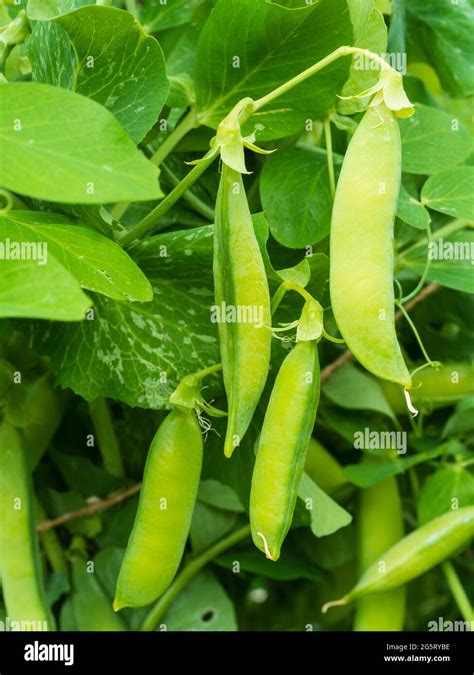 Ripe And Ripening Pods Of The First Early Garden Pea Pisum Sativum