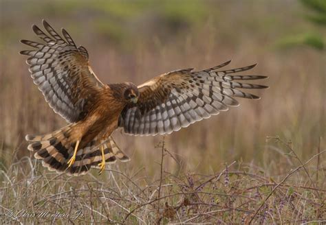 Northern Harrier (Female) | BirdForum