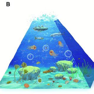 Trophic Space Variations And The Expected And Observed Losses Of Taxa