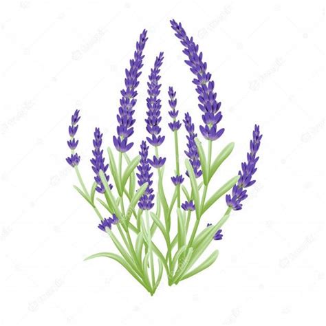 Premium Vector Lavender Flowers Vector Flores Para Dibujar Flores