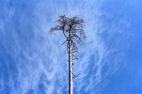 Ate Que Tiende Hacia Arriba Al Cielo Azul Imagen De Archivo Imagen De