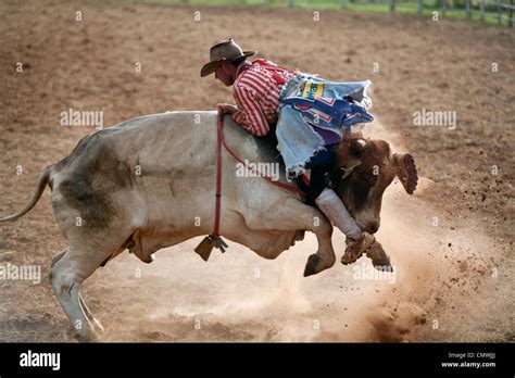 A Rodeo Clown Takes A Ride On A Bull Backwards Mt Garnet Rodeo Mt