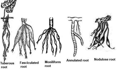 Adventitious Root System: Types, Modifications and Examples – StudiousGuy