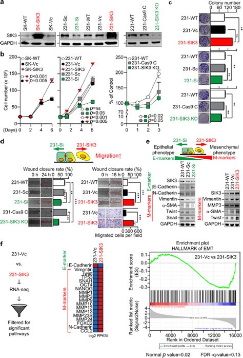 Sik3 Overexpression Promotes Tnbc Cell Growth And Migration A