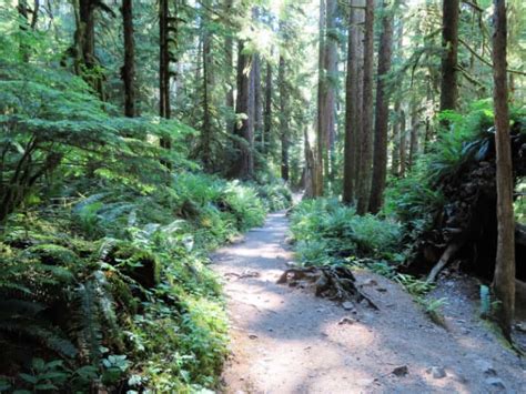 Sol Duc Falls Trail Olympic National Park Park Ranger John