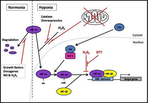 PDF Thioredoxin And Cancer A Role For Thioredoxin In All States Of