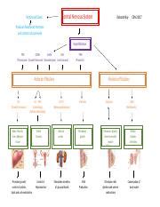 Endocrine System Flow Chart