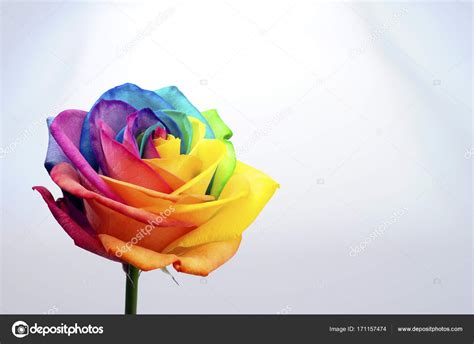 Close up of rainbow rose flower — Stock Photo © fullempty #171157474