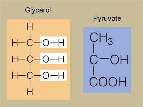 Metabolism Transformations And Interactions Chapter 7 Introduction Energy