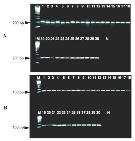 16s Rrna For Bacterial Identification