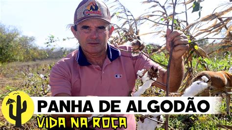 VIDA NA ROÇA Agricultor João de Josias Apanha ALGODÃO e manda