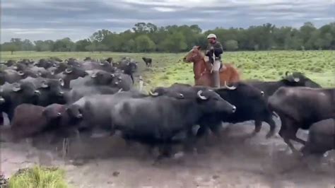 Ismael Coronel Sicairos Pdte De Amexbu Visita Estancia Los