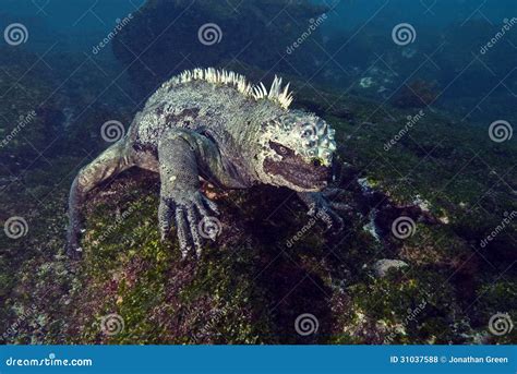 Marine Iguana Feeding Underwater Galapagos Stock Photo Image Of