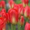 Tulipa Red Alert Buy Plants At Coolplants