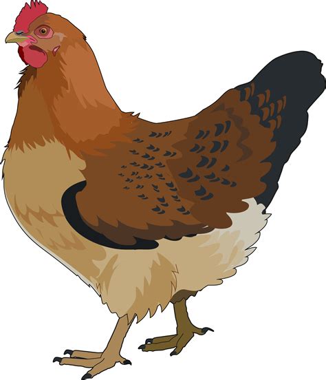 Gallina Png 10 Free Cliparts Download Images On Clipground 2024