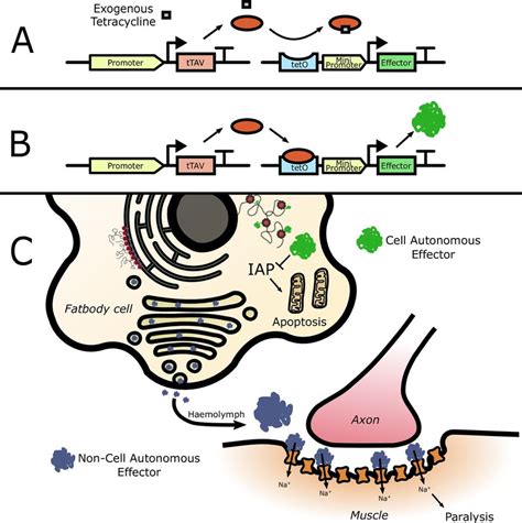 Schematic Representation Of The Tet Off Bipartite Expression System And