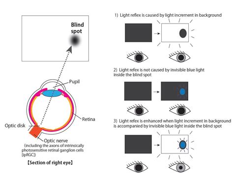 Pupillary Reflex Enhanced By Light Inside Blind Spot The University