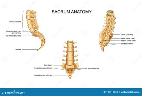 Anatomy of the Sacrum and Lumbar Vertebrae Stock Vector - Illustration of pain, fracture: 146113669