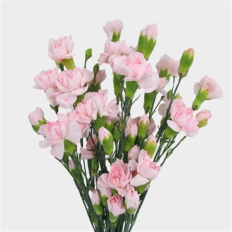 Mini Carnations Pink Flowers - Wholesale - Blooms By The Box