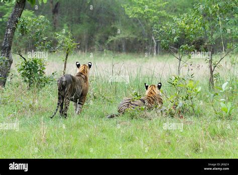 Royal Bengal Tiger pr Panthera Tigris Tigris or Indian Tiger Cubs at ...