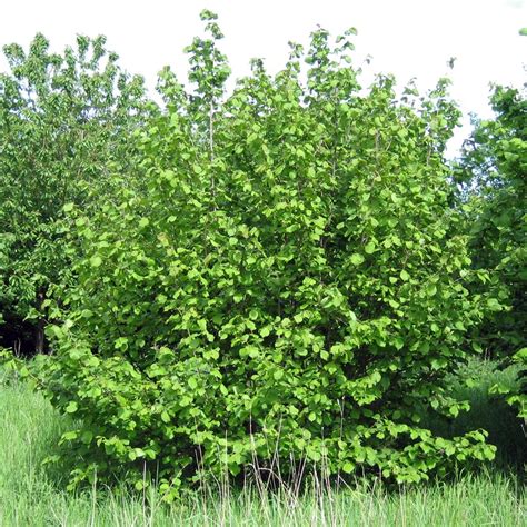 Corylus Avellana Noisetier Commun Fruitier Fleurs Jaunes Et Rouges