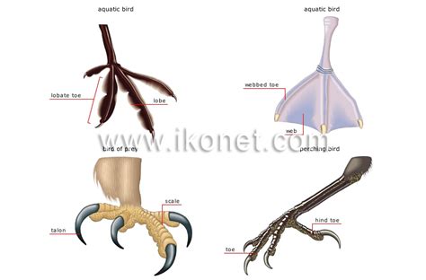 Animal Kingdom Birds Bird Examples Of Feet Image Visual Dictionary