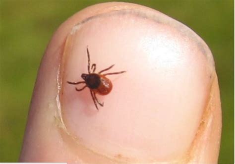 Tick populations and their diseases spreading as the climate warms ...