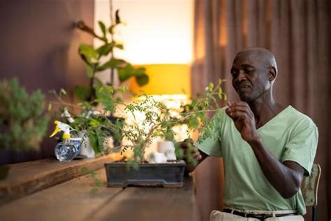 Come Curare Il Bonsai Ginseng Mondo Bonsai