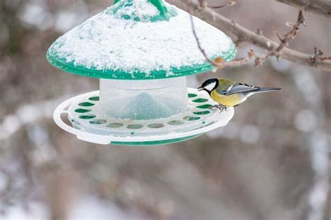 How do I make my bird feeder rain proof? - Birdful