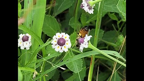 Turkey Tangle Frog Fruit Is Food For Bees Youtube