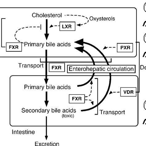 Regulation Of Bile Acid Metabolism By Nuclear Receptors Bile Acid